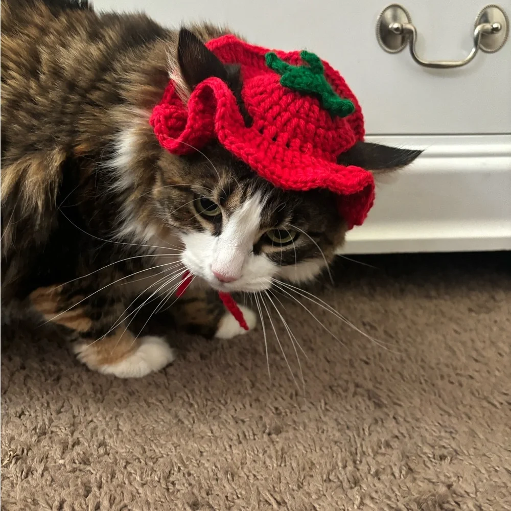 Crochet hat for cat 🍅 🐈